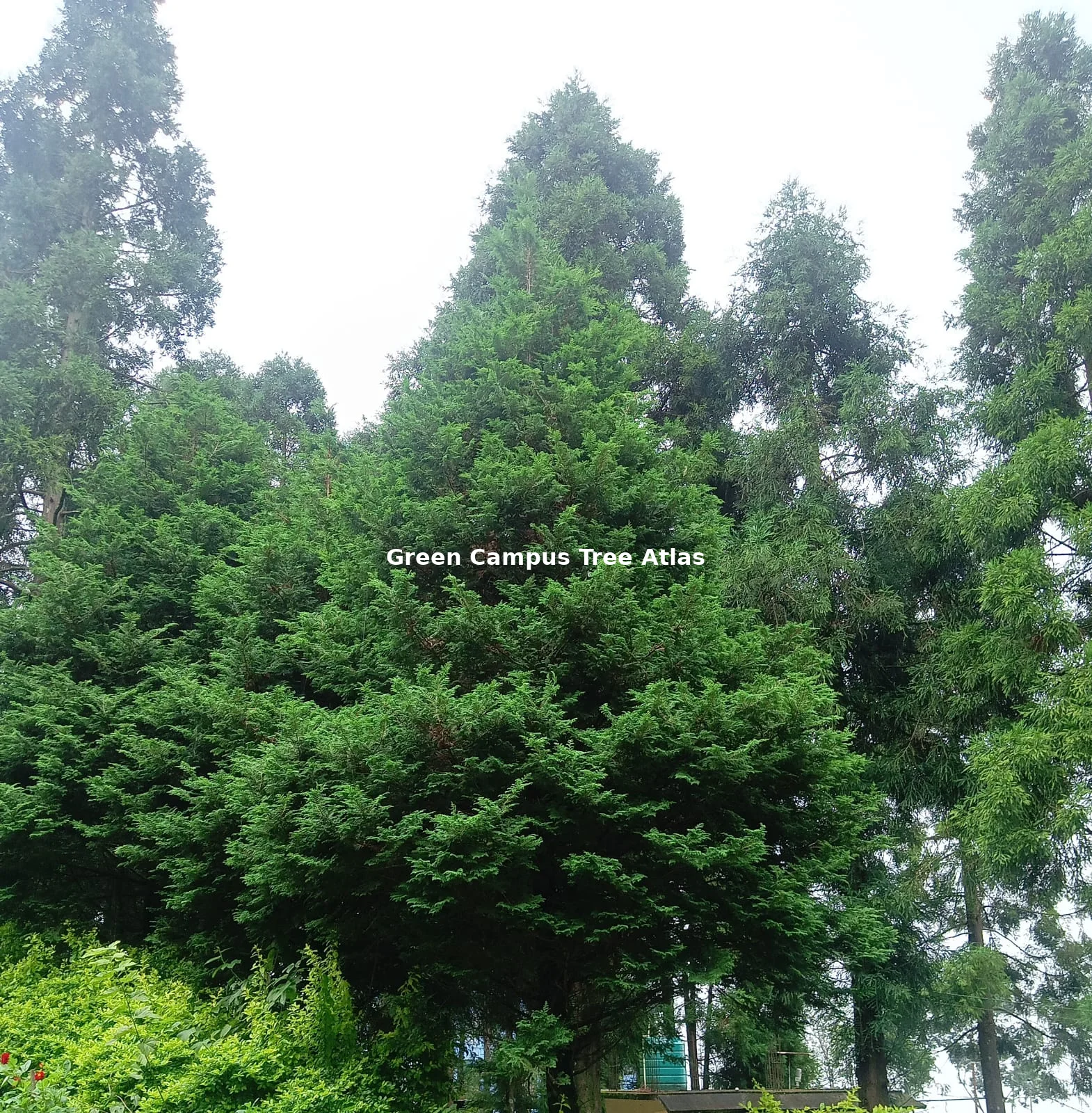 Japanese cedar