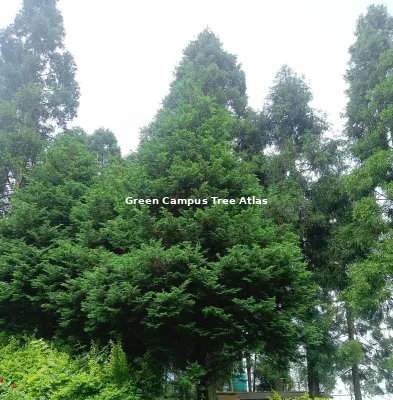 Japanese cedar